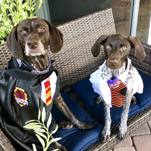/Images/uploads/Southeast German Shorthaired Pointer Rescue/segspcalendarcontest2018/entries/8981thumb.jpg